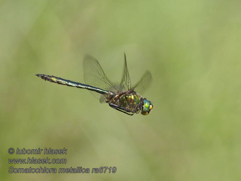 Lesklice zelenavá Somatochlora metallica