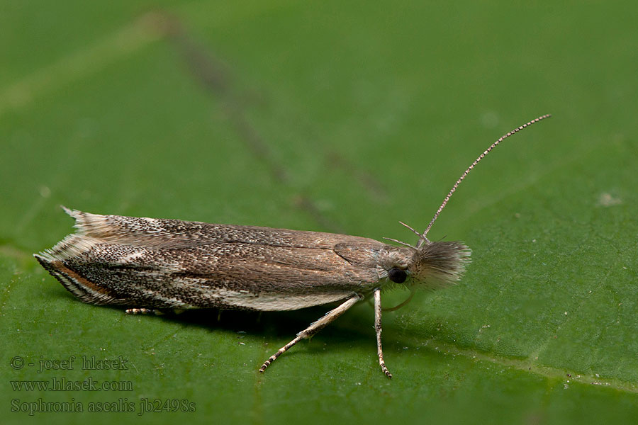 Sophronia ascalis