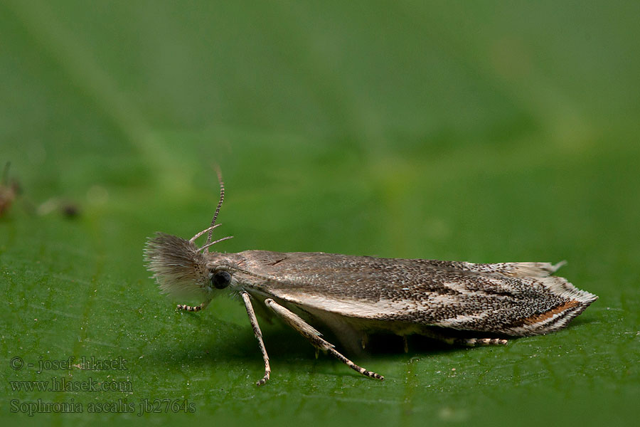 Sophronia ascalis