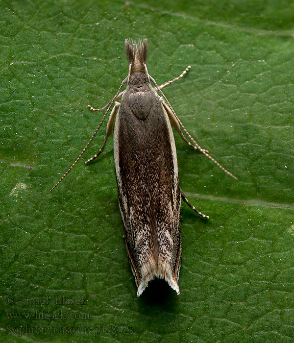 Sophronia ascalis