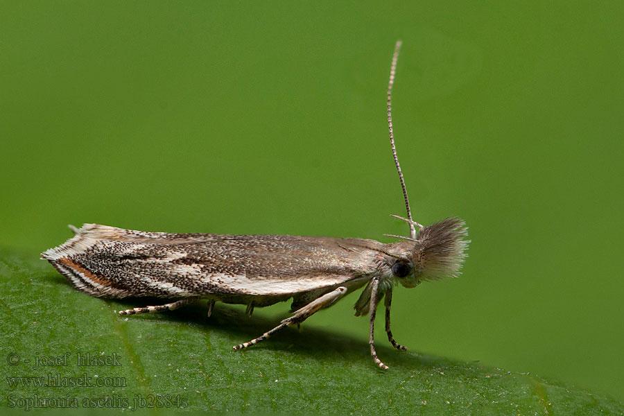 Sophronia ascalis