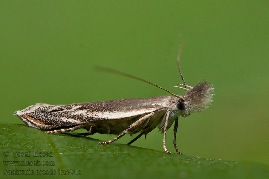 Sophronia ascalis