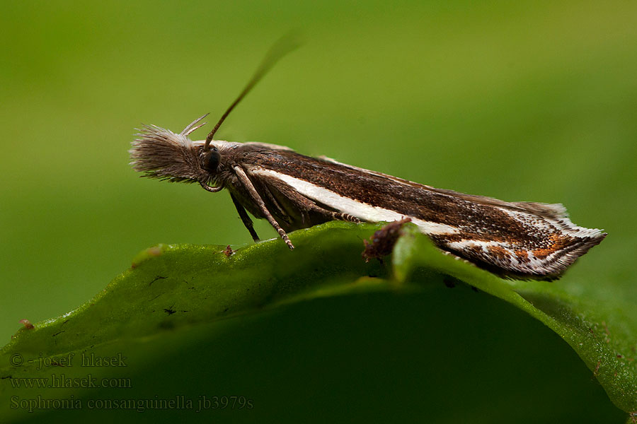 Sophronia consanguinella