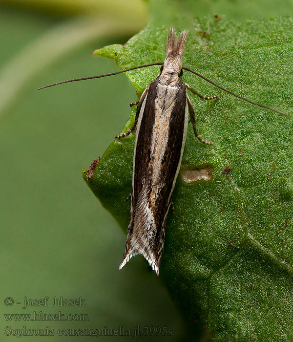 Sophronia consanguinella