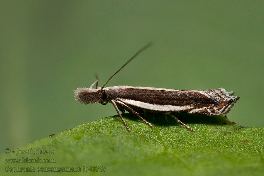 Sophronia consanguinella