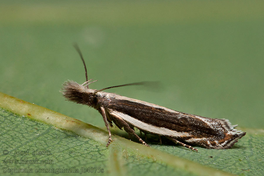 Sophronia consanguinella