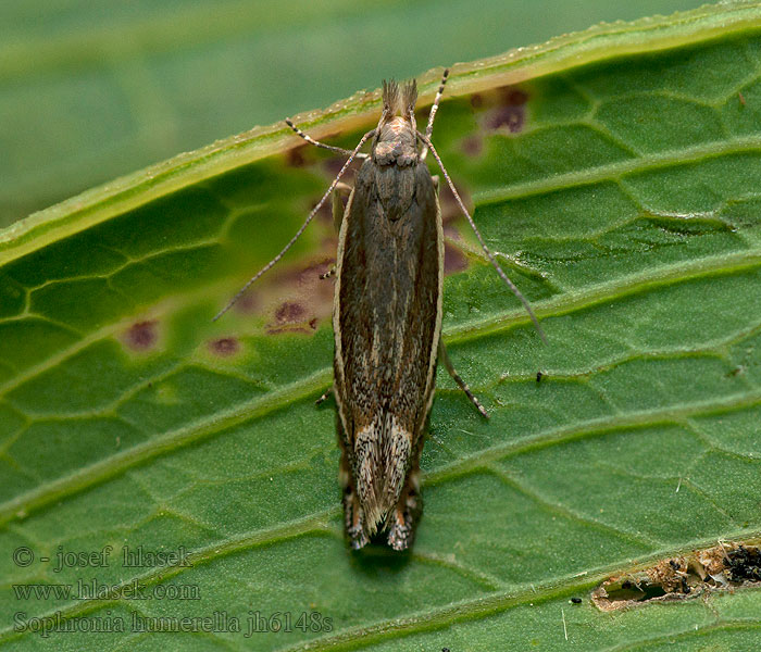 Sophronia humerella