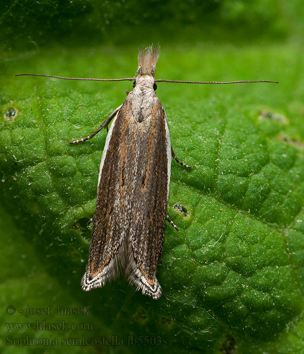 Sophronia semicostella