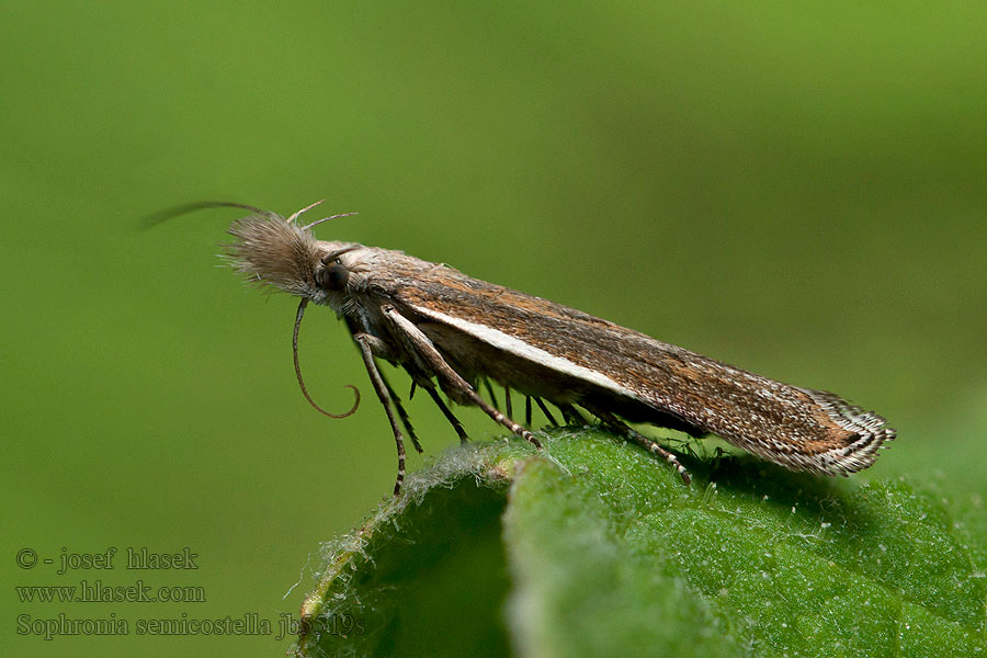 Sophronia semicostella