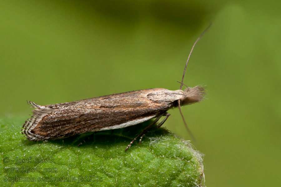 Sophronia semicostella