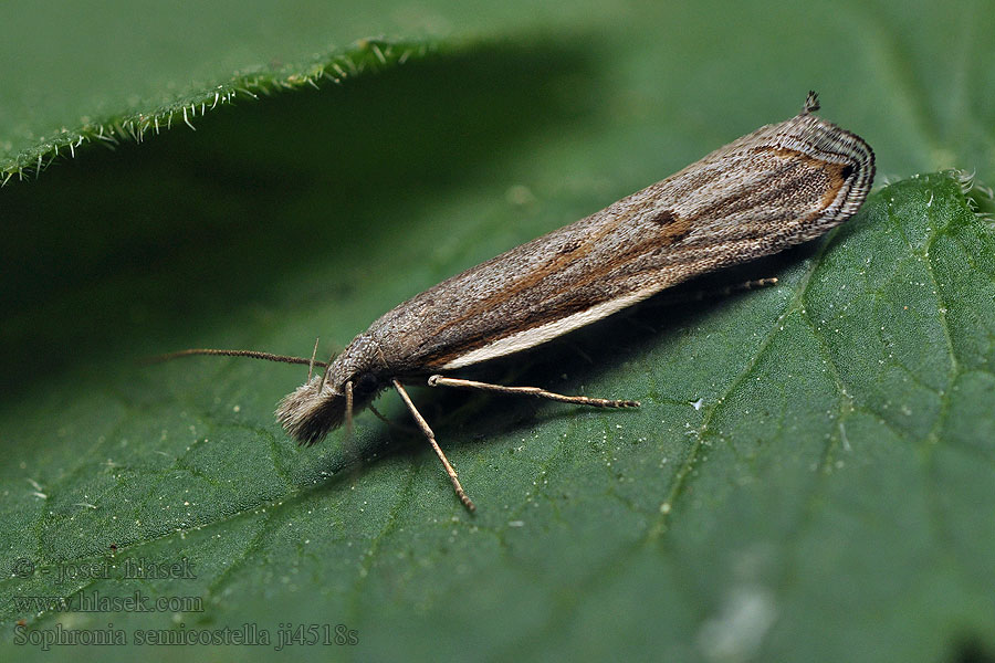 Sophronia semicostella