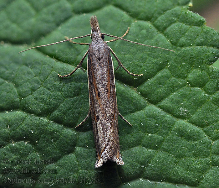 Sophronia semicostella