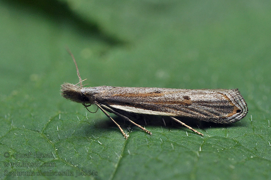 Sophronia semicostella