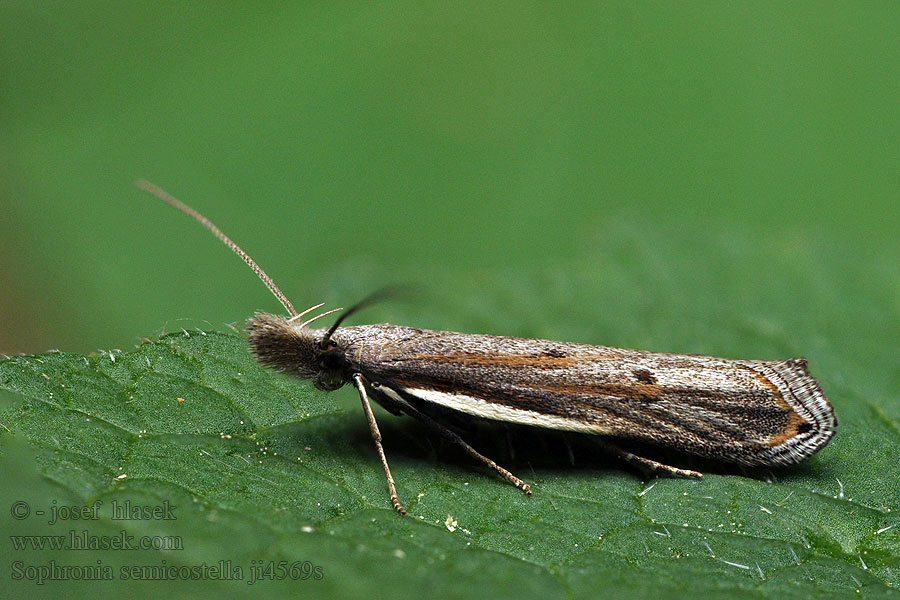 Sophronia semicostella