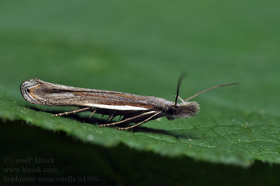 Sophronia semicostella