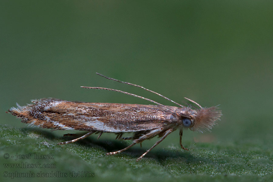 Sophronia sicariellus Psota lúčna Sikelstreckad näbbmal