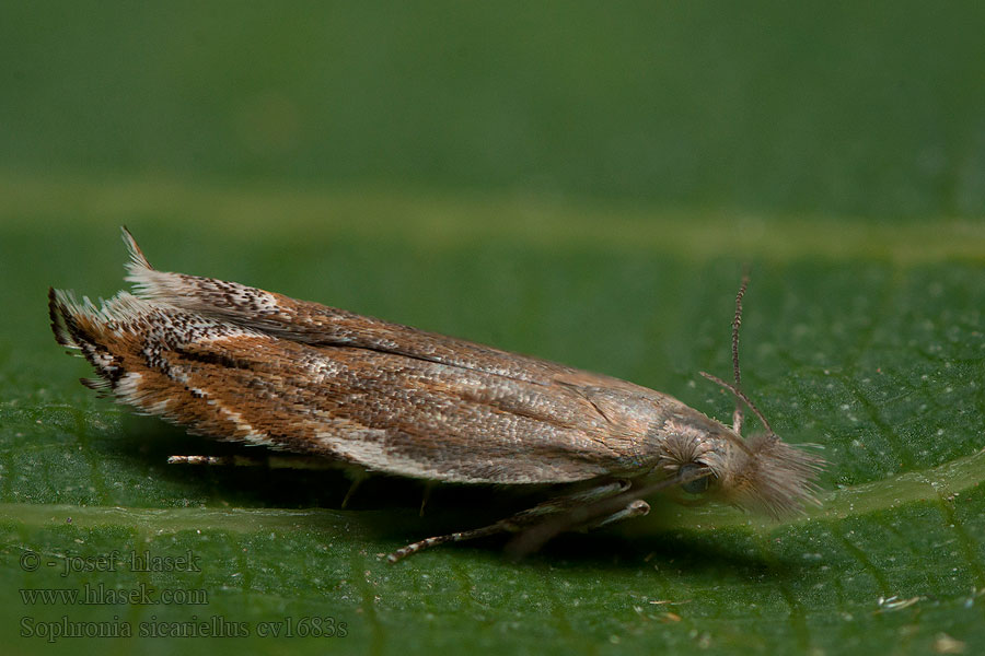 Sophronia sicariellus