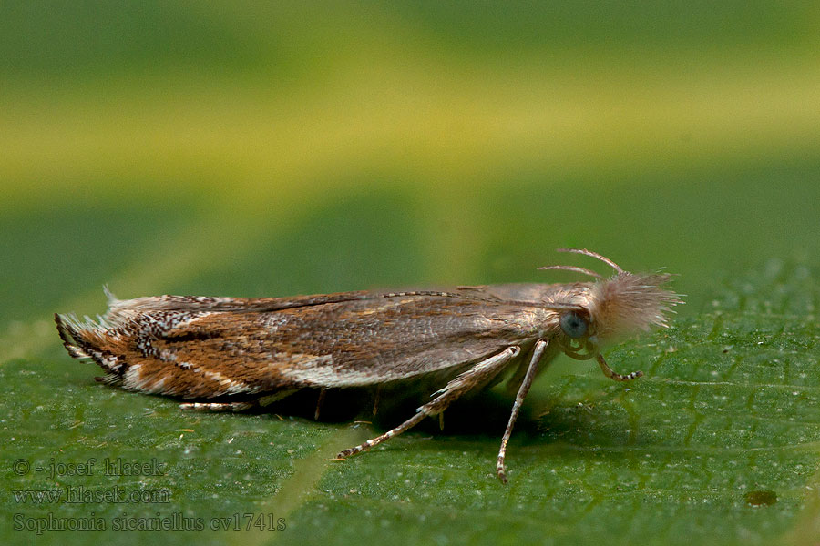 Sophronia sicariellus