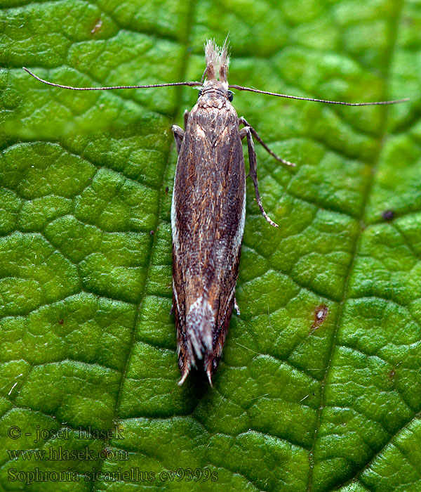 Sophronia sicariellus