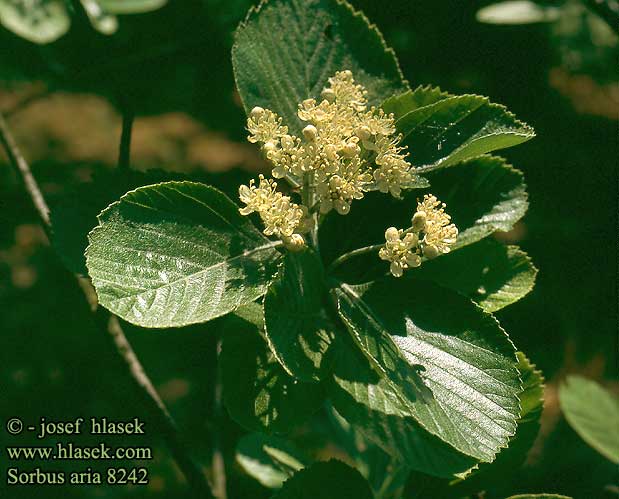 Sorbus aria Echte Mehlbeere Aksel-Røn Alisier blanc Meelbes Jarząb mączny