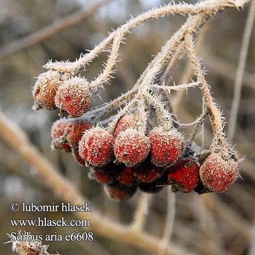 Sorbus aria Jeřáb muk Рябина ария Whitebeam Saksanpihlajan Sorbo montano