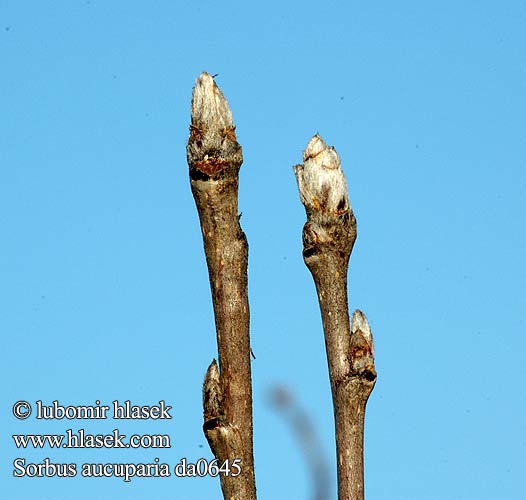 Sorbus aucuparia Jeřáb ptačí Serval cazadores Rönn Офика Sorbo degli