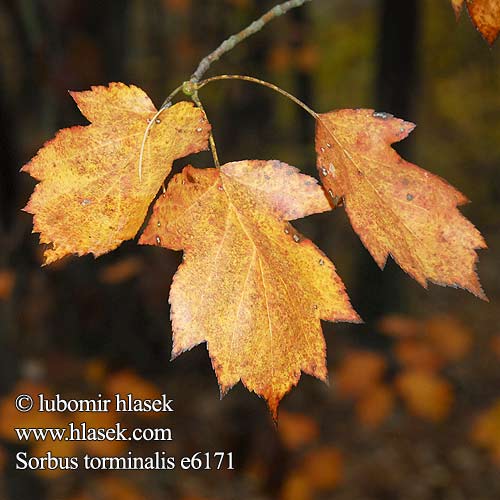 Sorbus torminalis Брекина сорбус торминалис Sorbo torminale Ciavardello