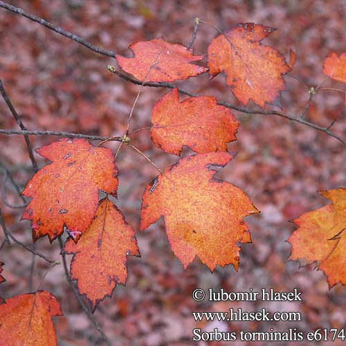 Sorbus torminalis Jarząb brekinia Brzęk Рябина глоговина Берека лечебная