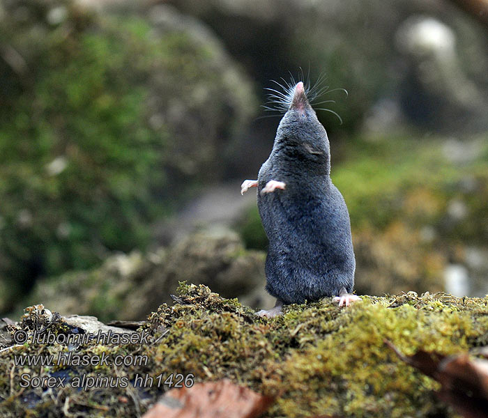 Sorex alpinus Alpine shrew