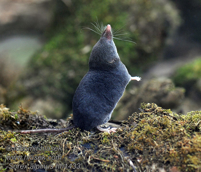 Sorex alpinus Rejsek horský