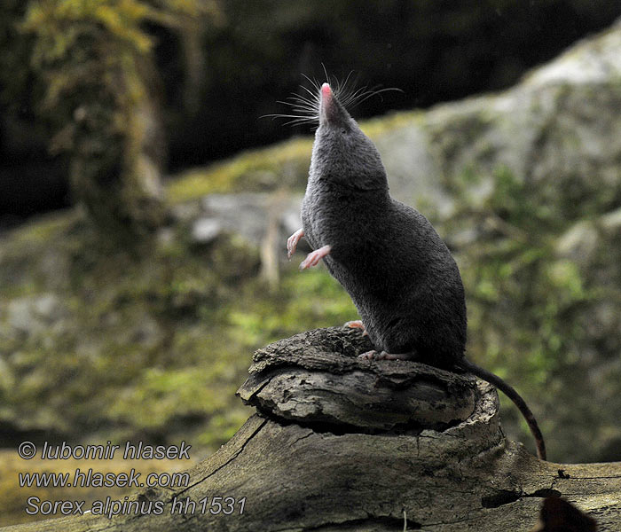 Sorex alpinus Alpenspitzmaus