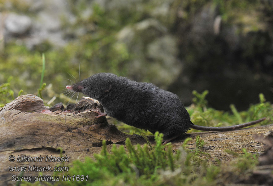 Sorex alpinus Альпийская бурозубка