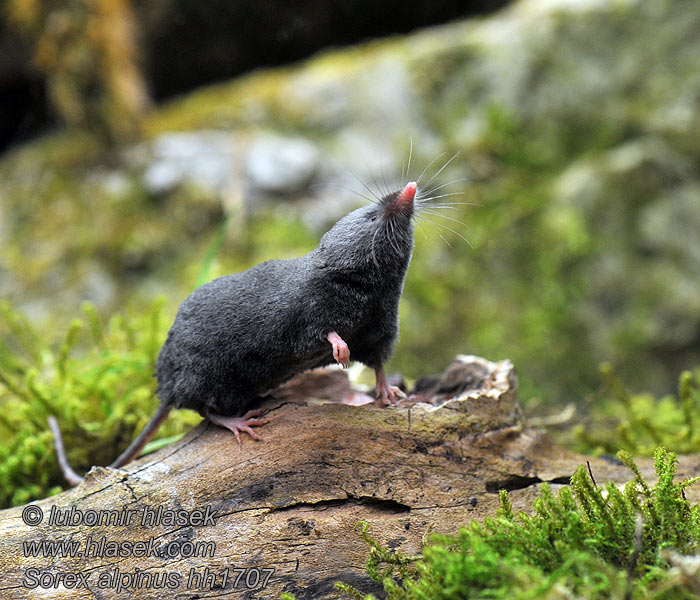 Sorex alpinus Ryjówka górska