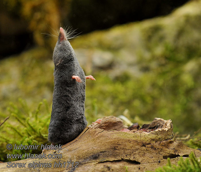 Sorex alpinus Musaraigne alpine