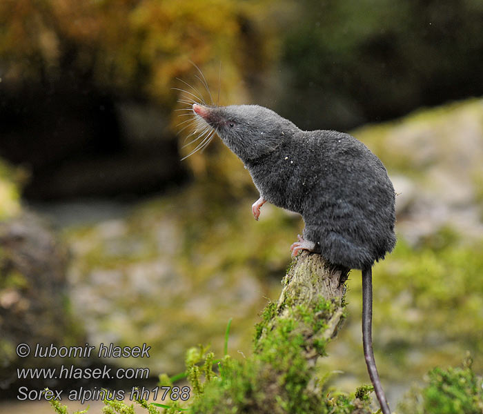 Sorex alpinus Bergspitsmuis