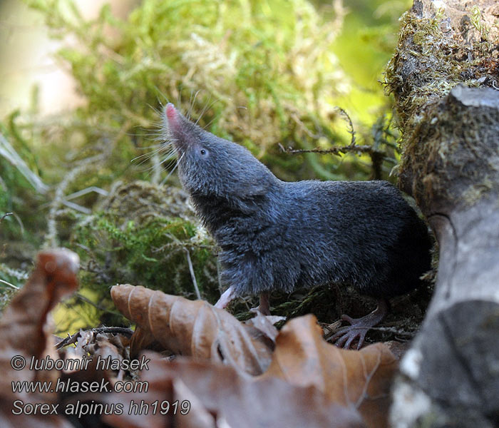 Sorex alpinus Havasi cickány