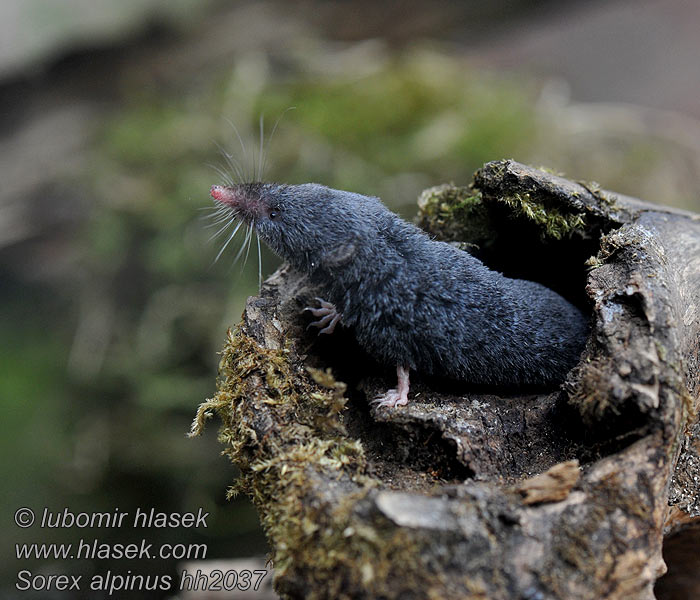 Sorex alpinus Alpnäbbmus