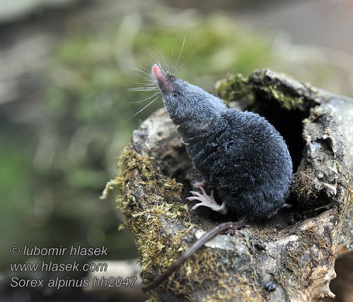 Sorex alpinus Musaraña alpina Musaranya Alpetar satitsu