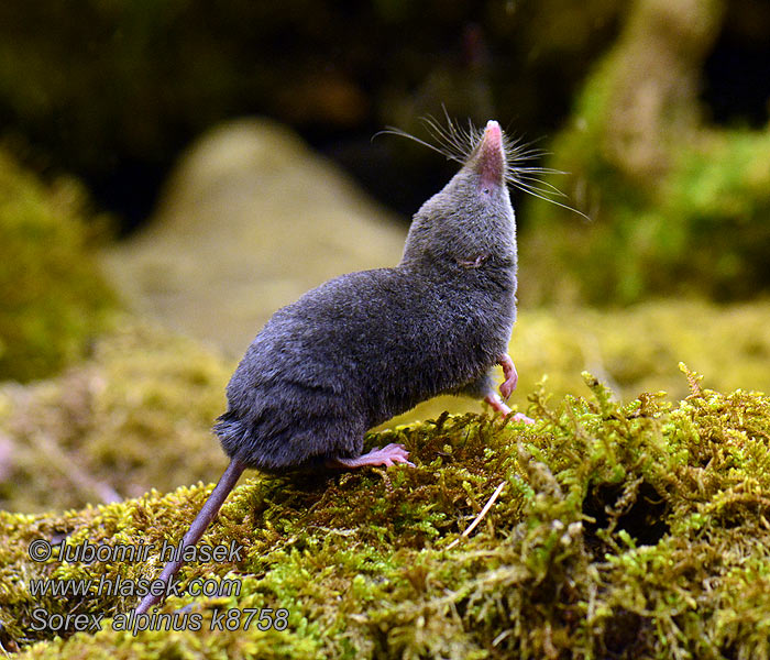 Sorex alpinus Piskor vrchovský