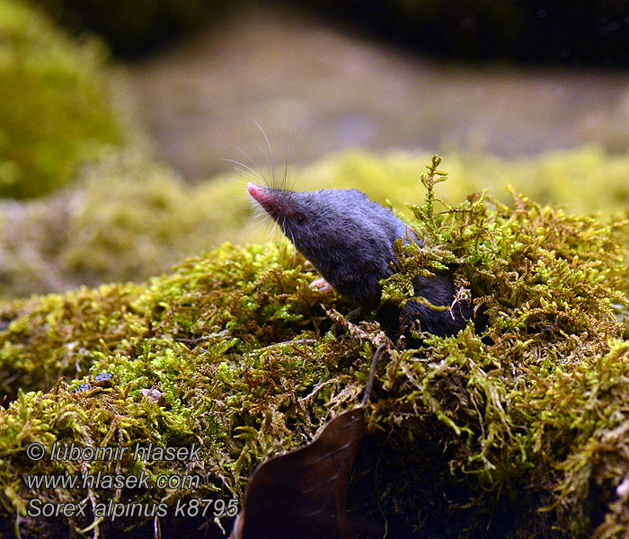 Sorex alpinus Alpespissmus