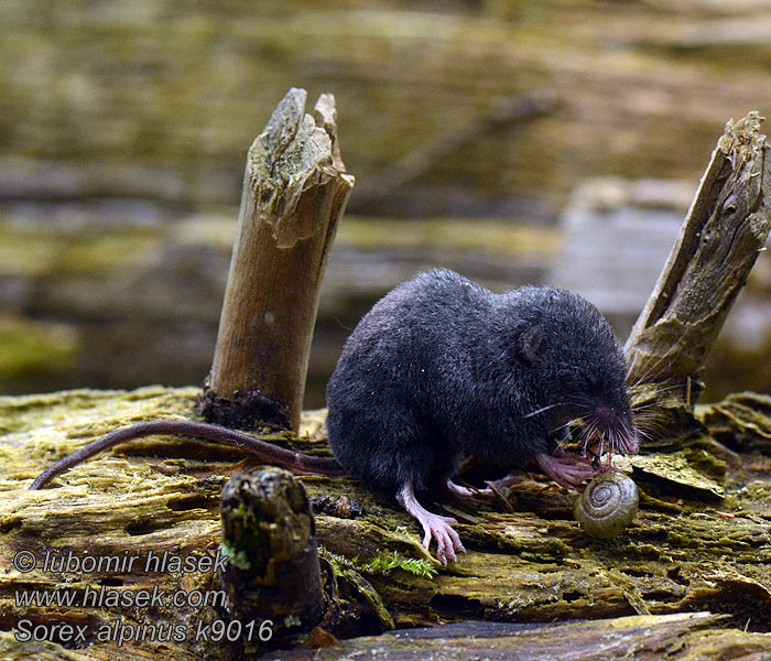 Sorex alpinus Alpine shrew Rejsek horský