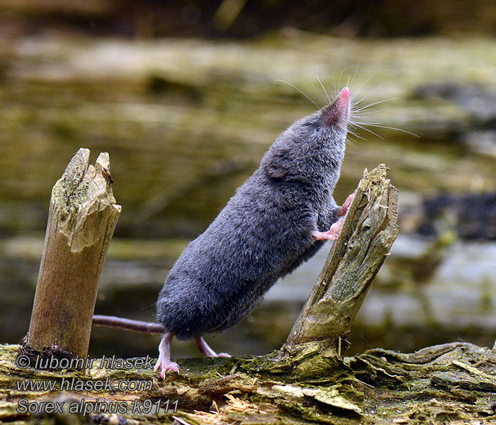 Sorex alpinus Rejsek horský Alpenspitzmaus