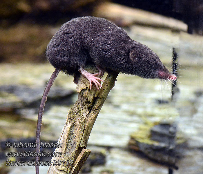 Sorex alpinus Alpenspitzmaus Альпийская бурозубка