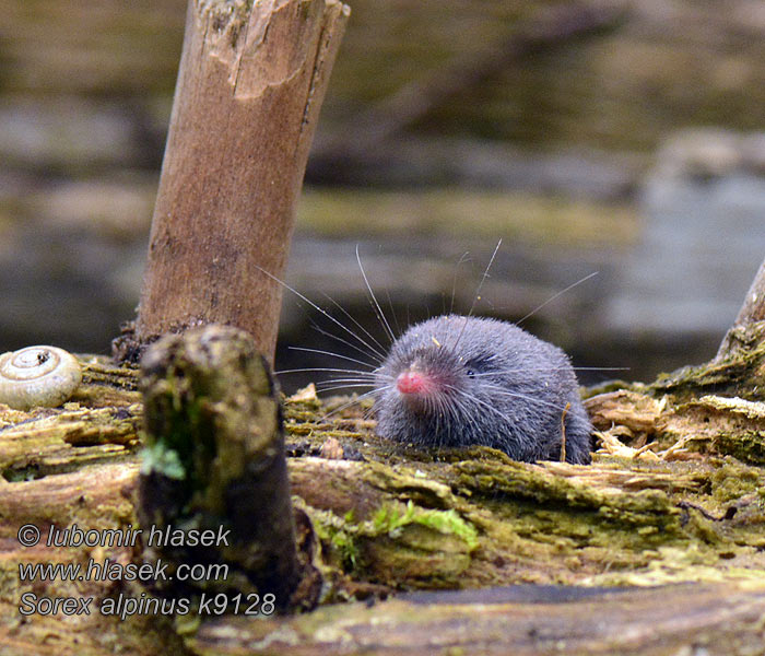 Sorex alpinus Alpine shrew Альпийская бурозубка