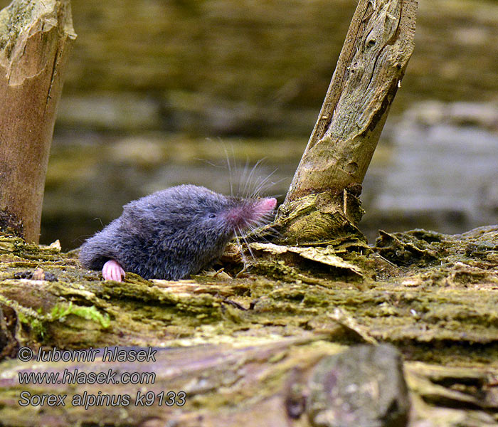 Sorex alpinus Alpine shrew Ryjówka górska