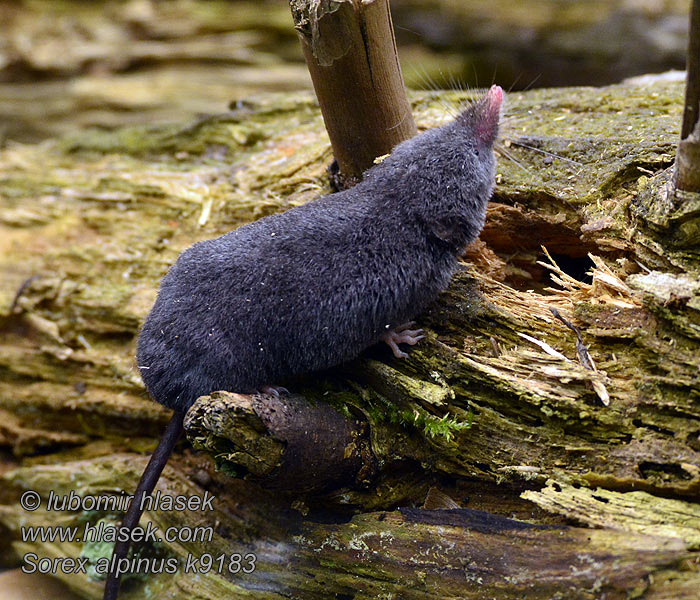 Sorex alpinus Альпийская бурозубка Musaraigne alpine