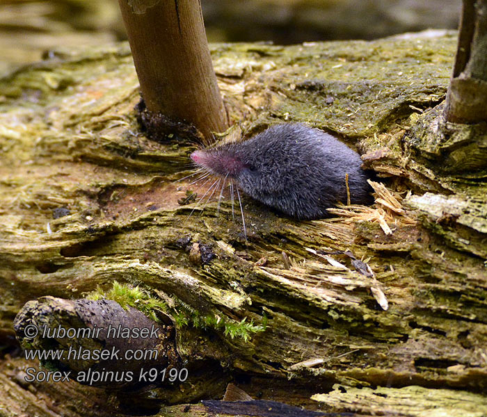 Sorex alpinus Rejsek horský Musaraigne alpine