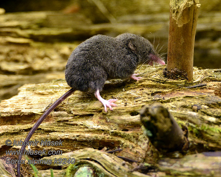 Sorex alpinus Alpenspitzmaus Bergspitsmuis Havasi cickány