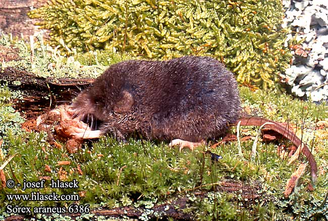 Sorex araneus Common Shrew Musaraigne carrelet