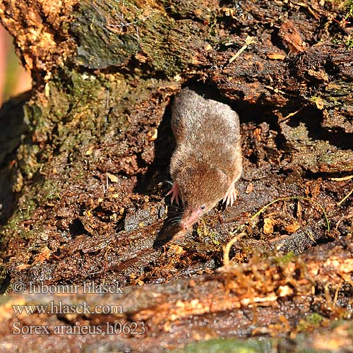 Sorex araneus h0623